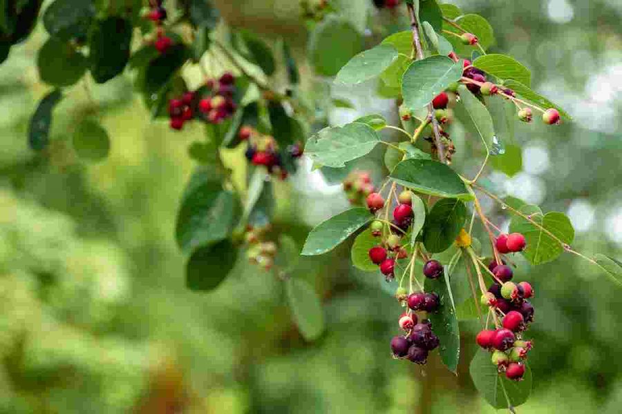 Elderberry Tea Review – Ingredients, Benefits, and Recipes