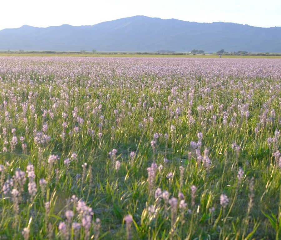 Best Super Bloom Events and Flower Festivals Across the Country