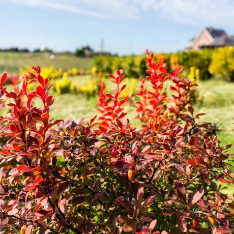 Berberine Vs. Semaglutide: Is It As Effective For Weight Loss?