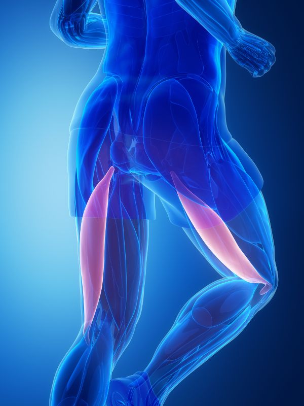 6 Biceps Femoris Exercises: Targeted Hamstring Training