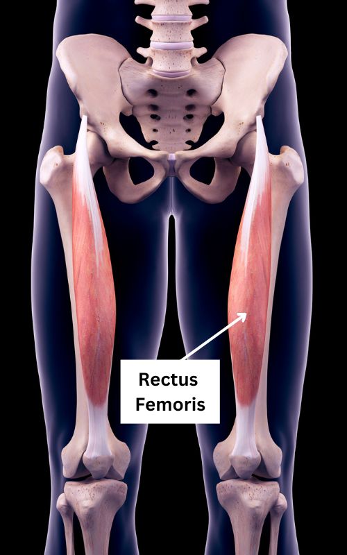 6 Exercises that Best Target the Rectus Femoris