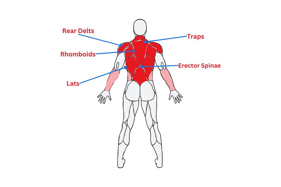 Trainer’s Take: How Many Back Exercises & Sets Per Week?