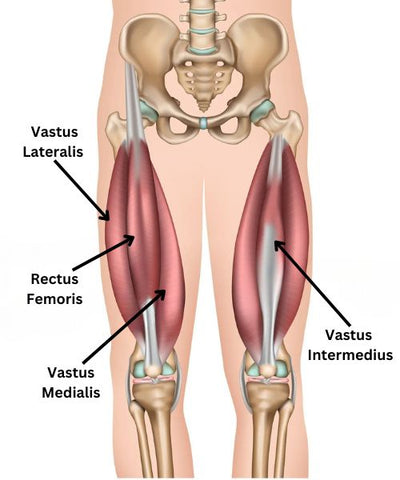 6 Best Vastus Intermedius Exercises For Powerful Quads