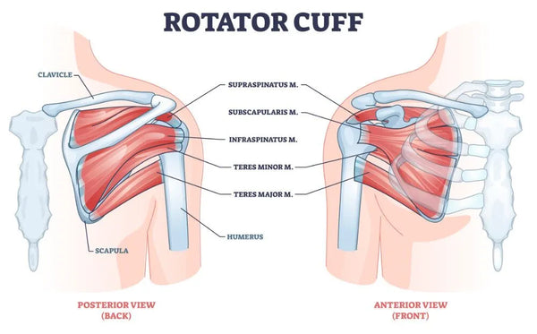 5 Best Infraspinatus Exercises For Pain Free Shoulders