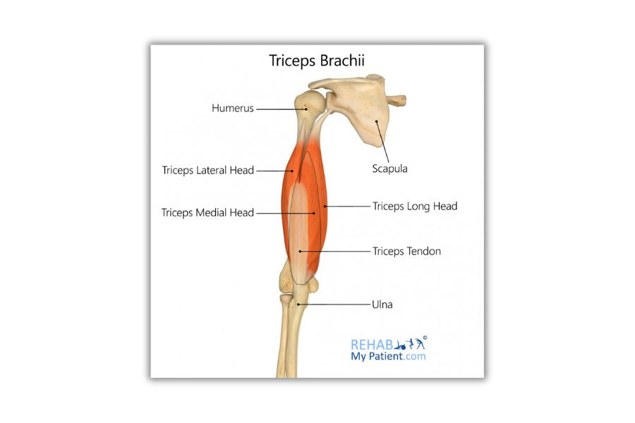 Triceps Workout Blaster