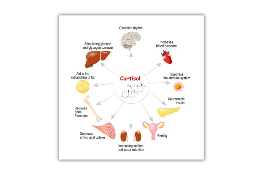 How Cortisol Really Affects Your Workout and Body