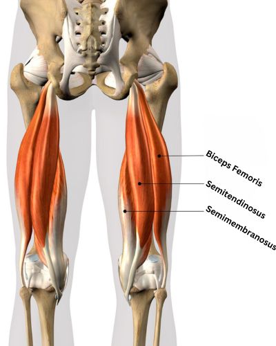 5 Best Semimembranosus Exercises For Strength & Stability