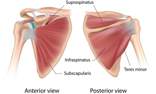 7 Best Supraspinatus Exercises For Stronger Rotator Cuffs