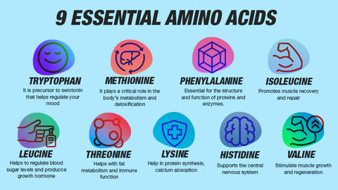 Everything You Need To Know About Amino Acids