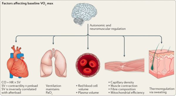 VO2 Max Explained: What It Is and How to Improve It