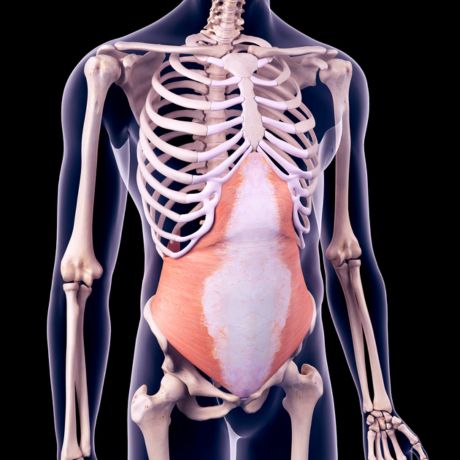 9 Exercises To Actually Train Your TVA (Transverse Abdominis): Bodyweight, Strength, And Core-Specific Exercises.